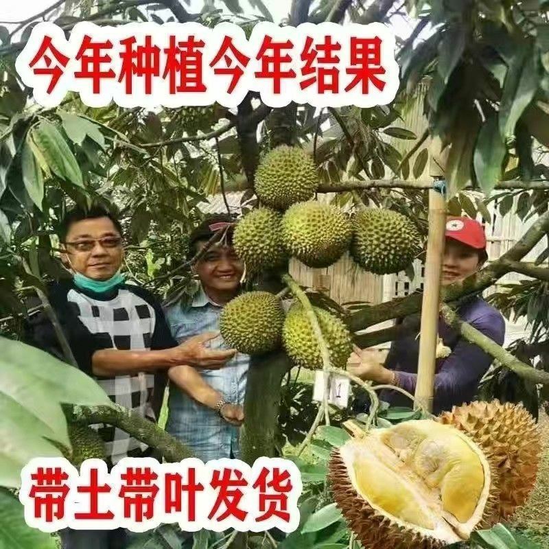 泰国金枕头榴莲苗猫山王榴莲苗嫁接苗四季榴莲苗死苗补发