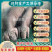 [高产]原种太湖母猪买3头送种公猪一头全国包邮