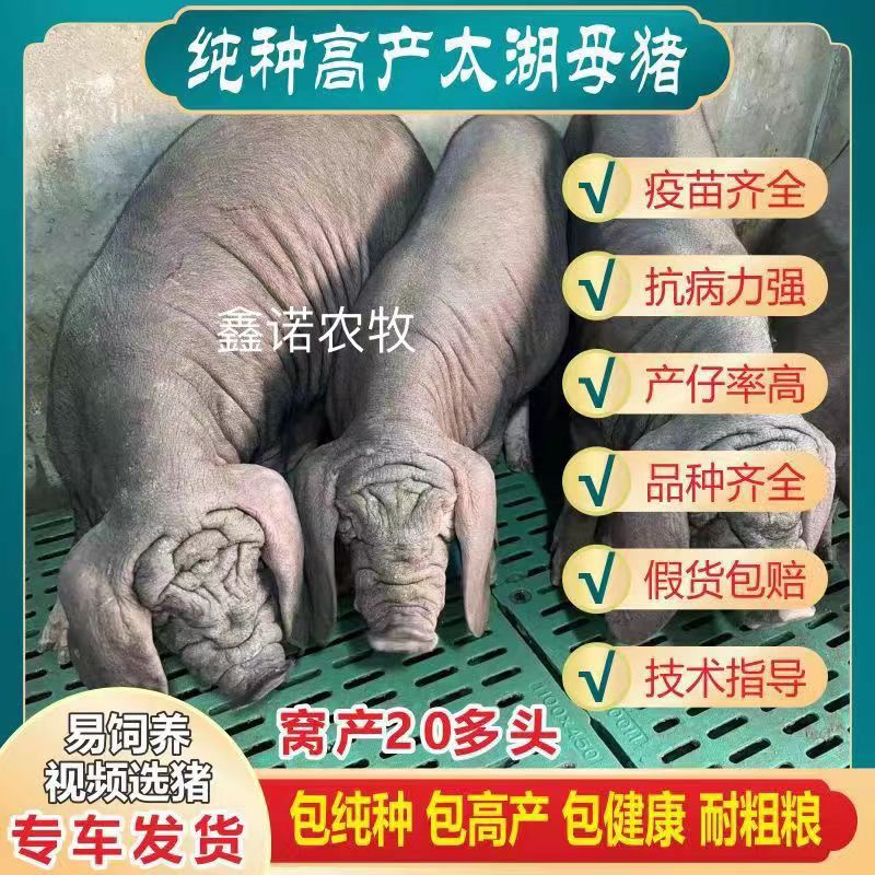[高产]原种太湖母猪买3头送种公猪一头全国包邮