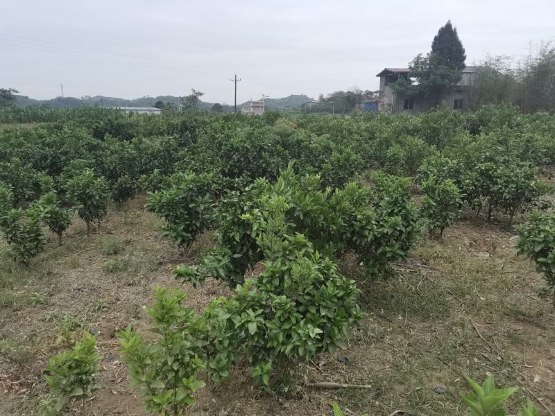 各种水果苗