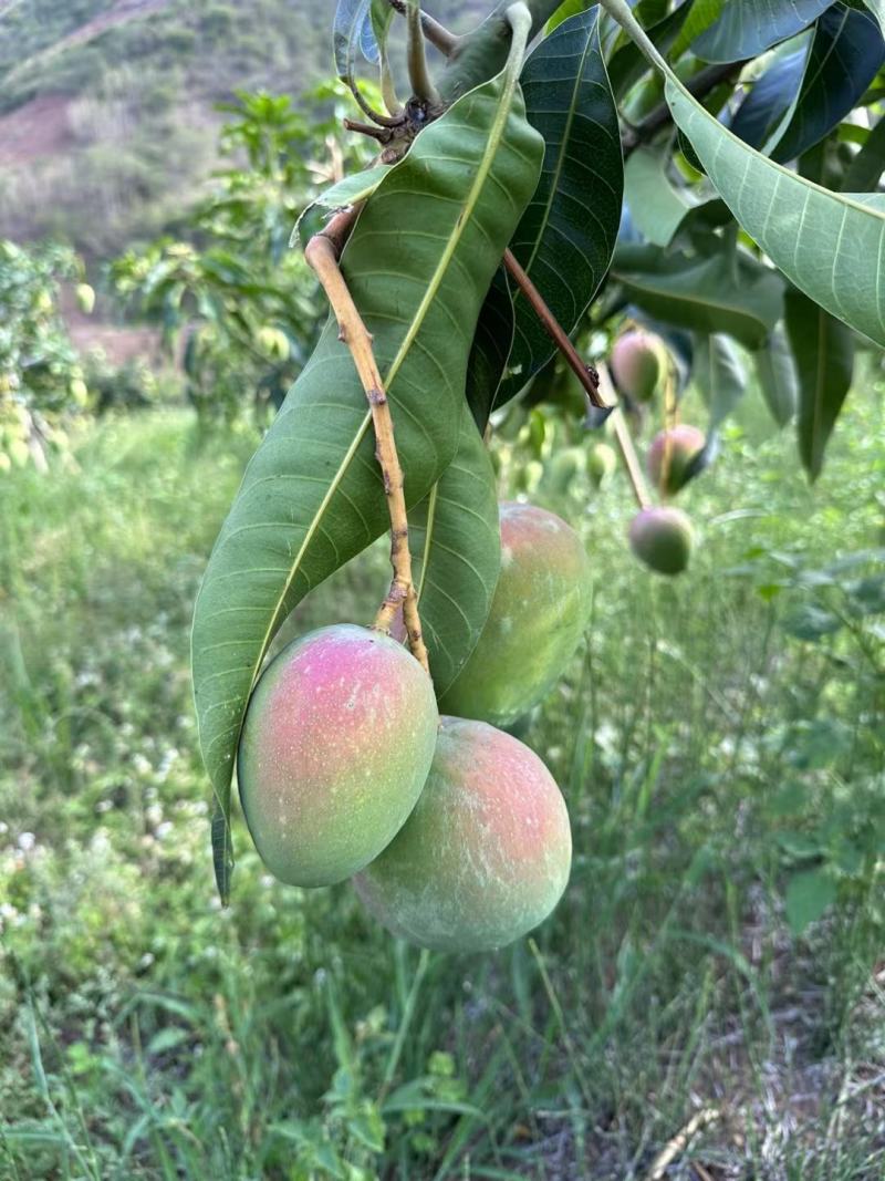 云南，鹰嘴芒，金煌芒，台农，圣德龙芒果