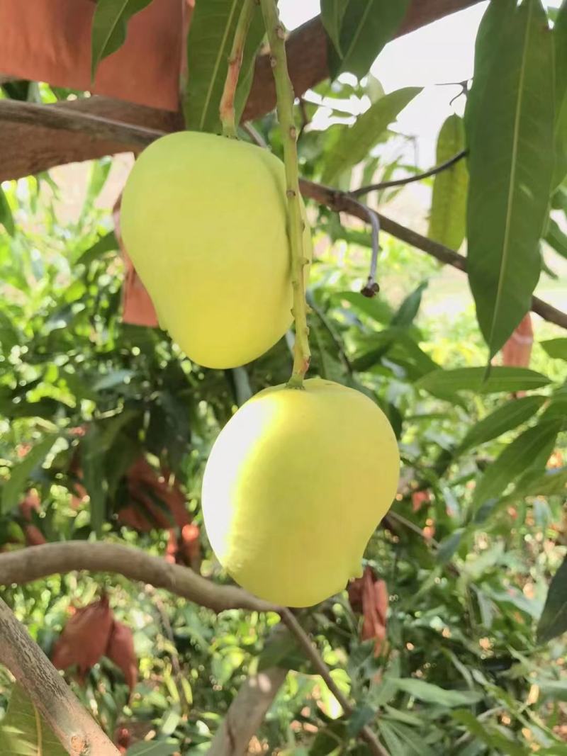 云南，鹰嘴芒，金煌芒，台农，圣德龙芒果