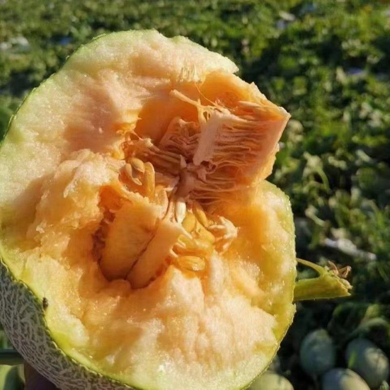 西州蜜25号哈密瓜