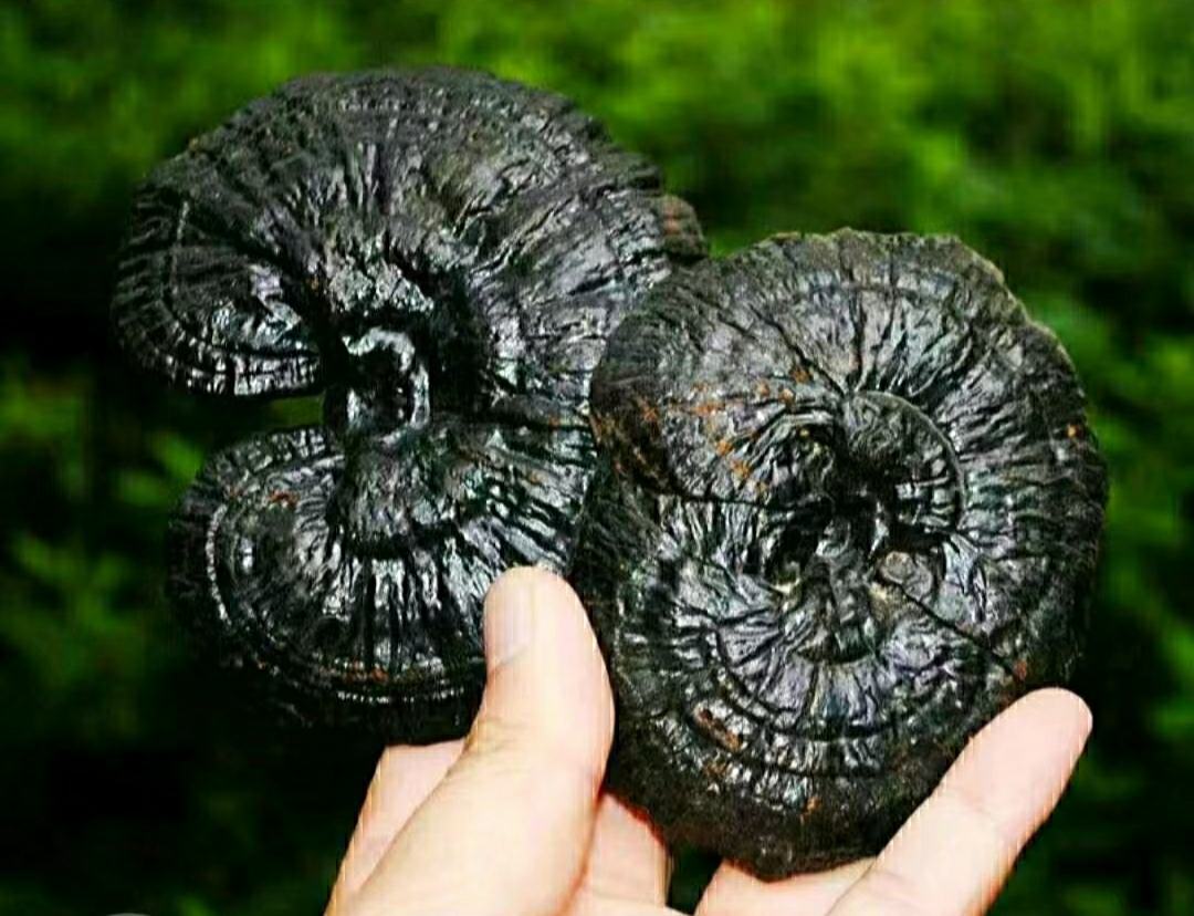 图片说明:桂西山区农户采用传统手工方式采集野生黑灵芝,避免破坏生长环境 桂西野生黑灵芝采收现场展示传统采集方式