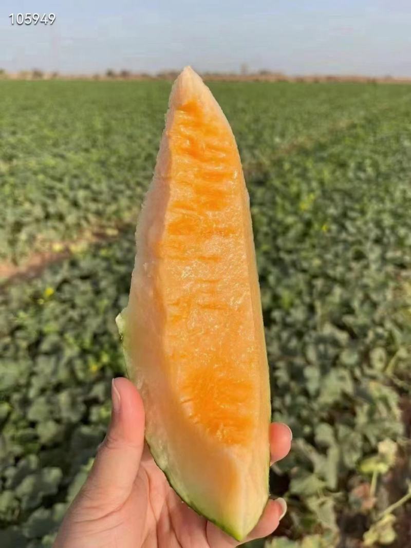西州蜜25号哈密瓜