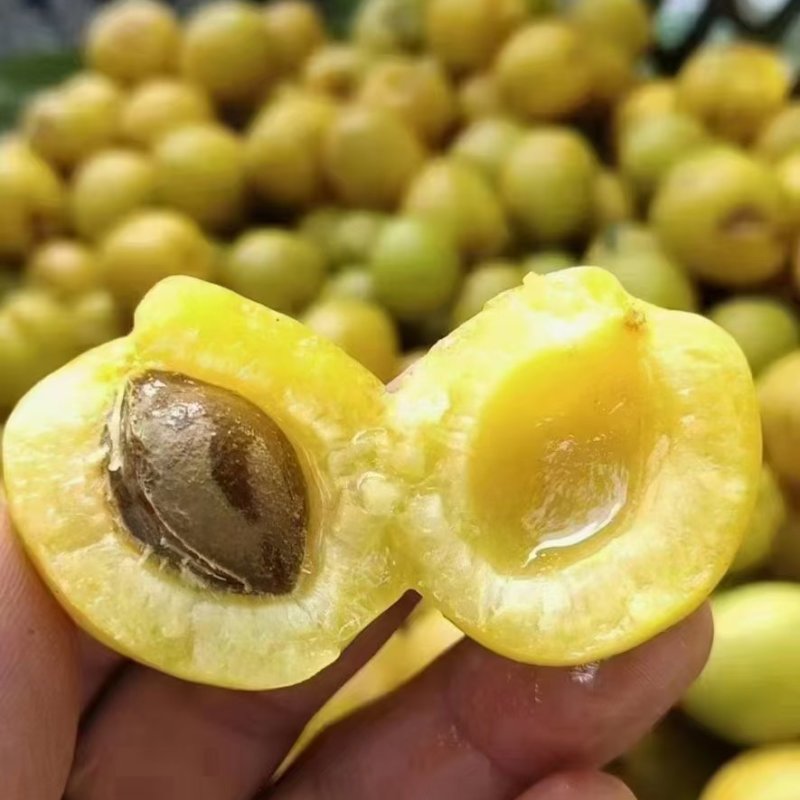 新疆小白杏
