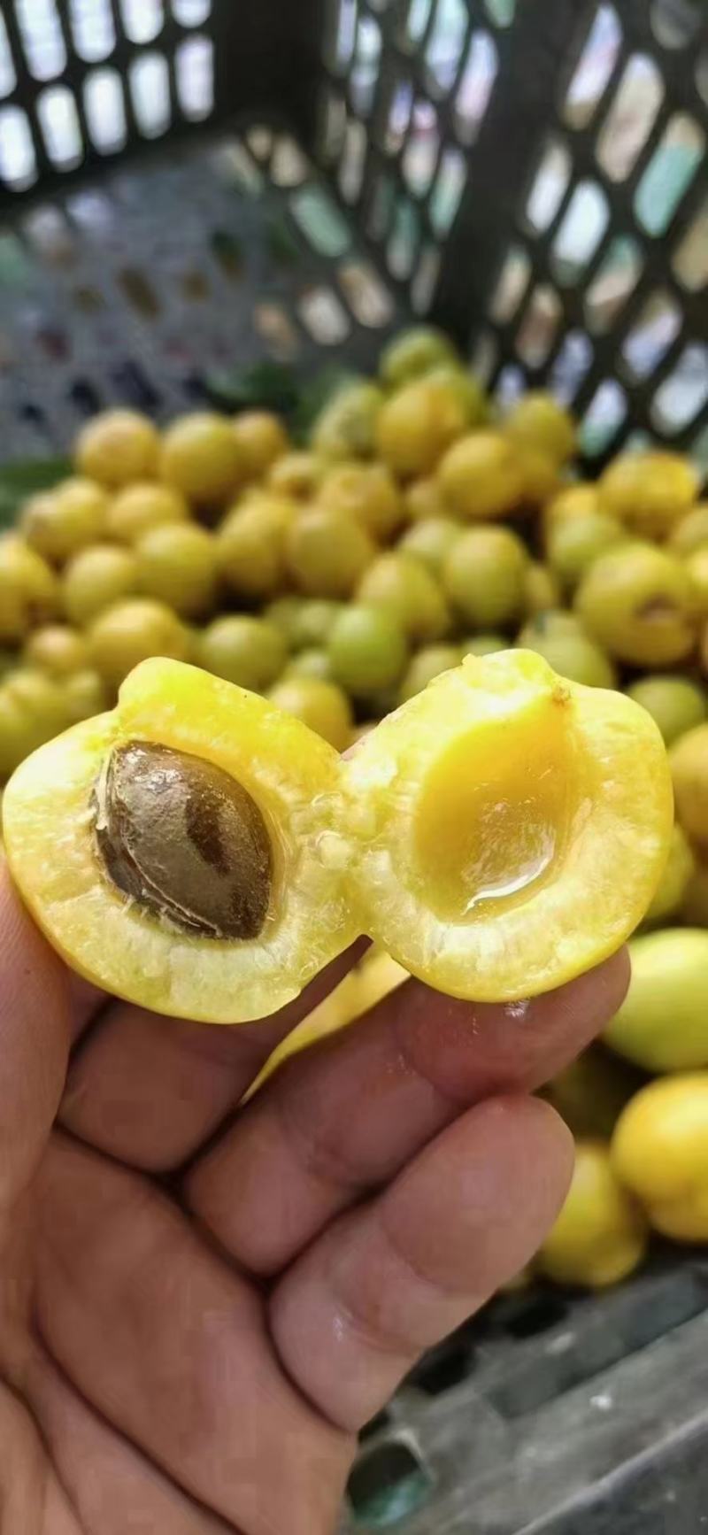 新疆小白杏