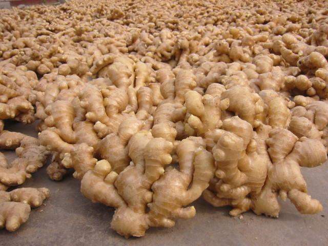 泡生姜片老姜成品展示