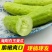 山东海阳白玉黄瓜新鲜现摘小黄瓜批发当季水果直发整箱代发