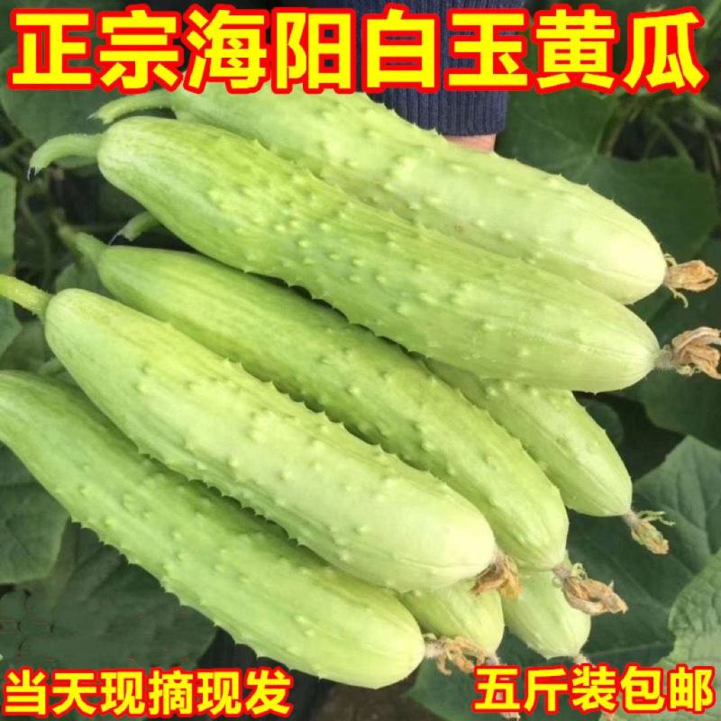 山东海阳白玉黄瓜新鲜现摘小黄瓜批发当季水果直发整箱代发