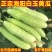 山东海阳白玉黄瓜新鲜现摘小黄瓜批发当季水果直发整箱代发