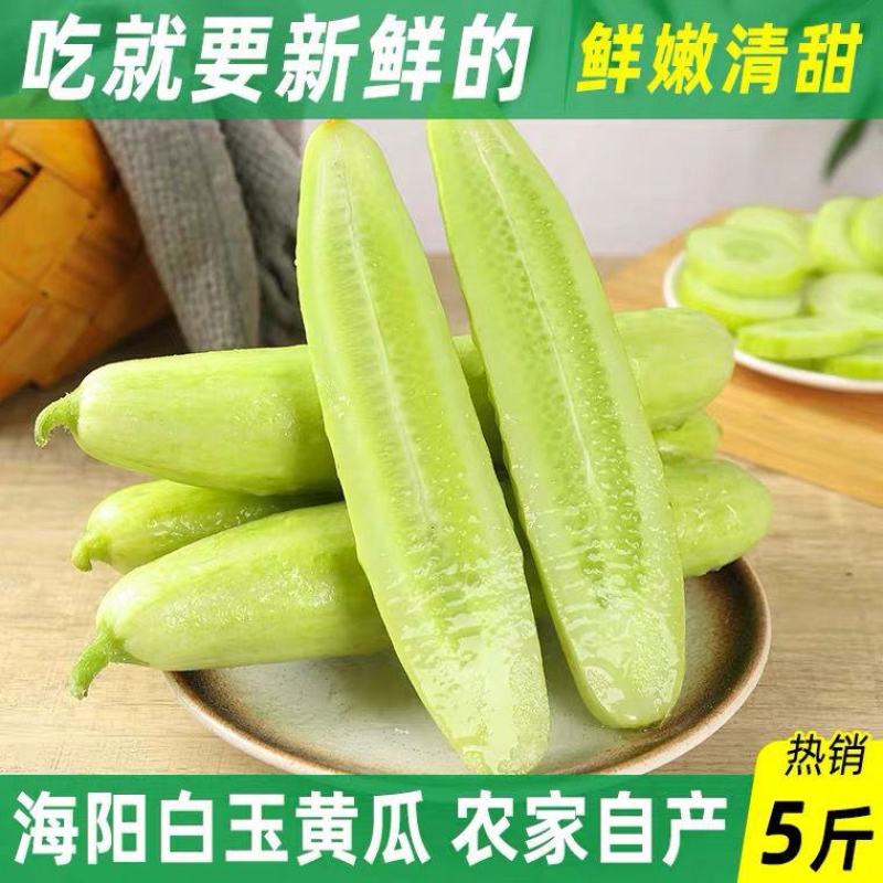 山东海阳白玉黄瓜新鲜现摘小黄瓜批发当季水果直发整箱代发