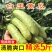 山东海阳白玉黄瓜新鲜现摘小黄瓜批发当季水果直发整箱代发