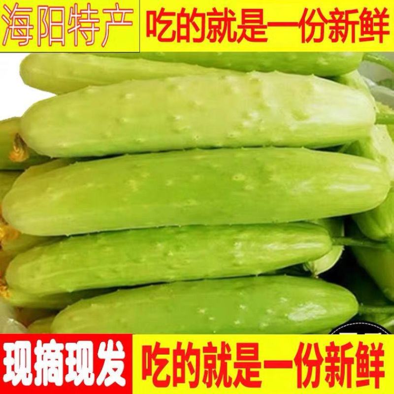 山东海阳白玉黄瓜新鲜现摘小黄瓜批发当季水果直发整箱代发