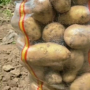 黄心土豆产地直销量大