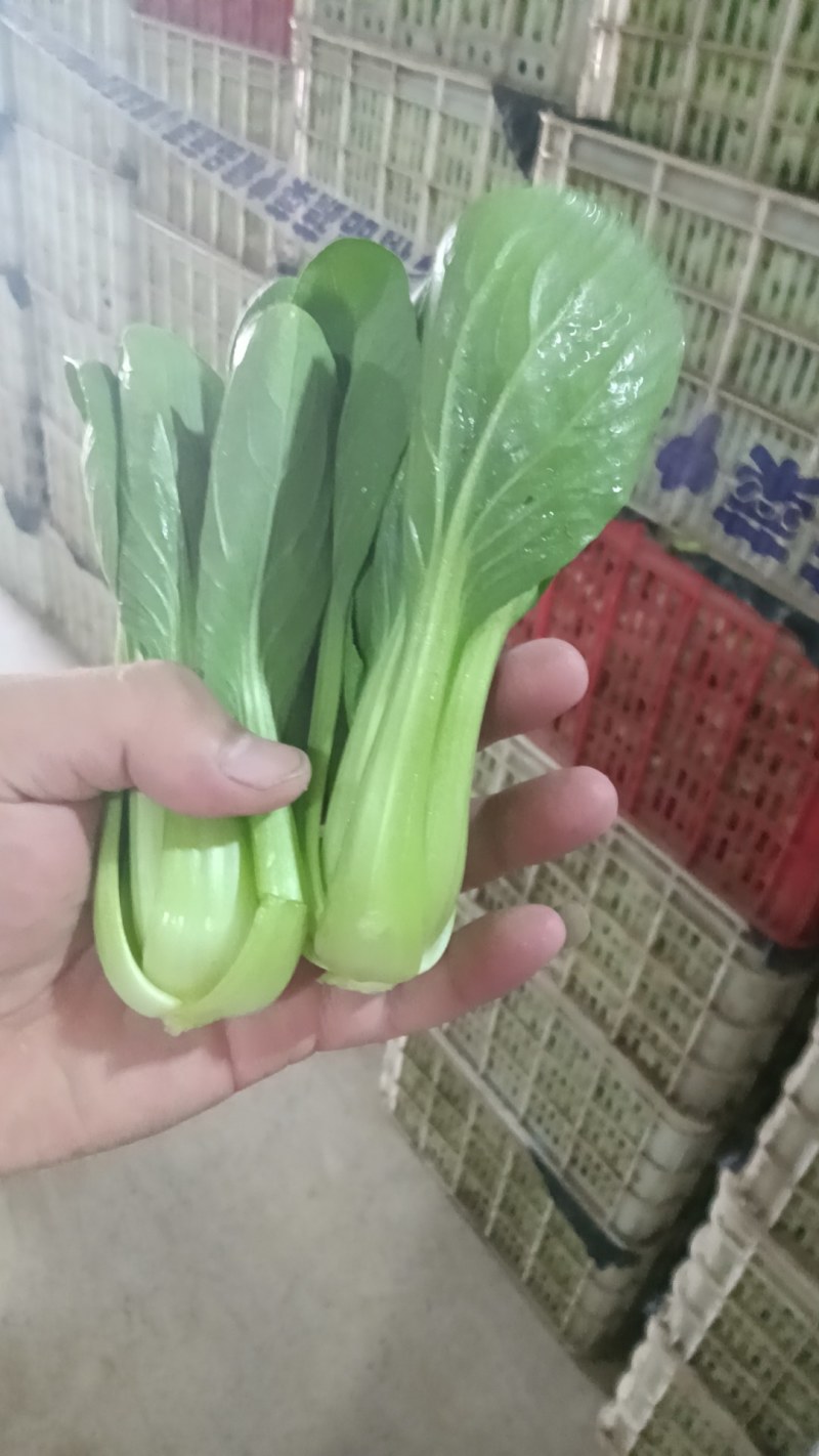 上海青，快菜