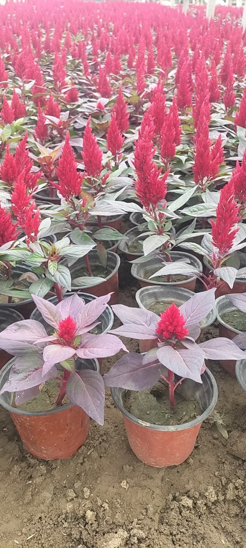 世纪红鸡冠花