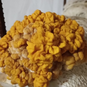 自产自销的眉山金耳菌