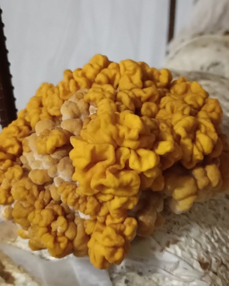 自产自销的眉山金耳菌