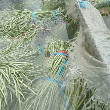 精品长豆角清翠口感好