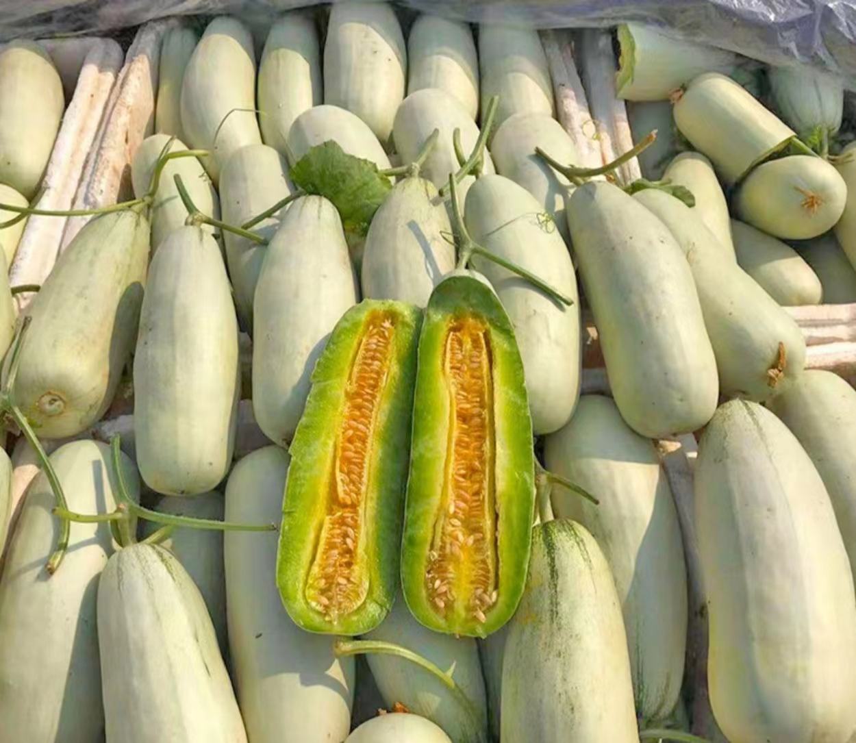 羊角蜜甜瓜新鲜采摘场景