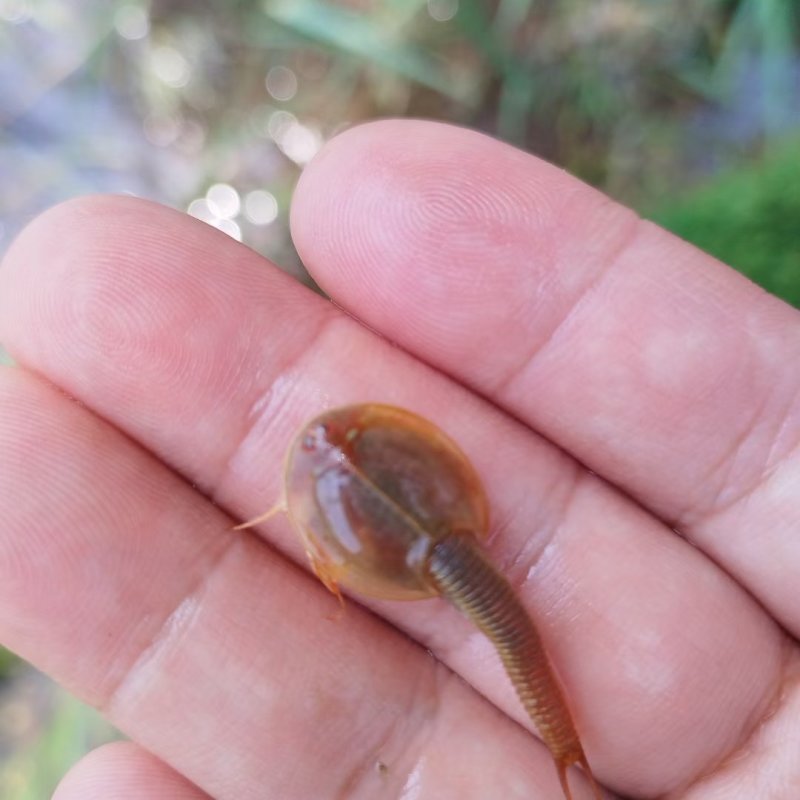 鲎虫