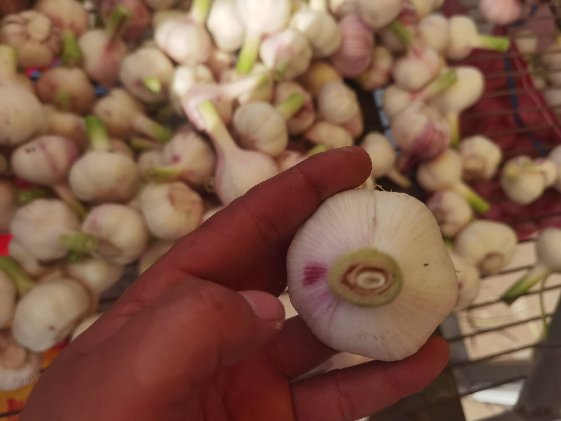 绿皮大蒜与正常大蒜对比图