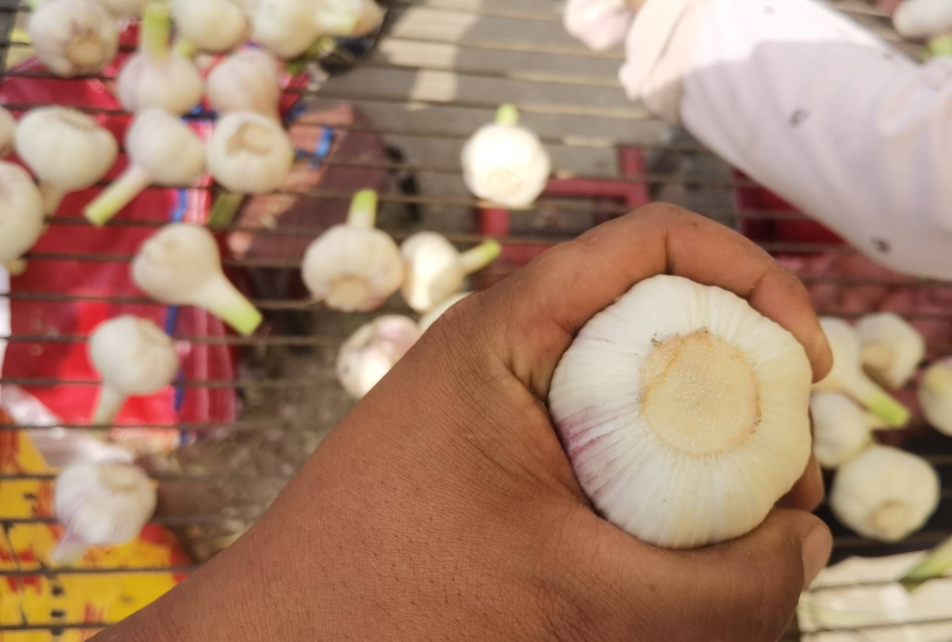 垆山铁棍山药切开后的横截面特写