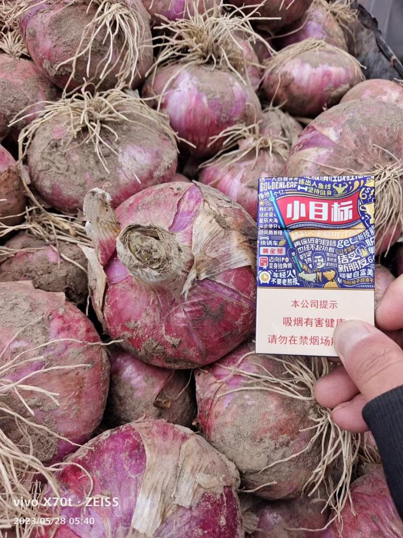 葱头