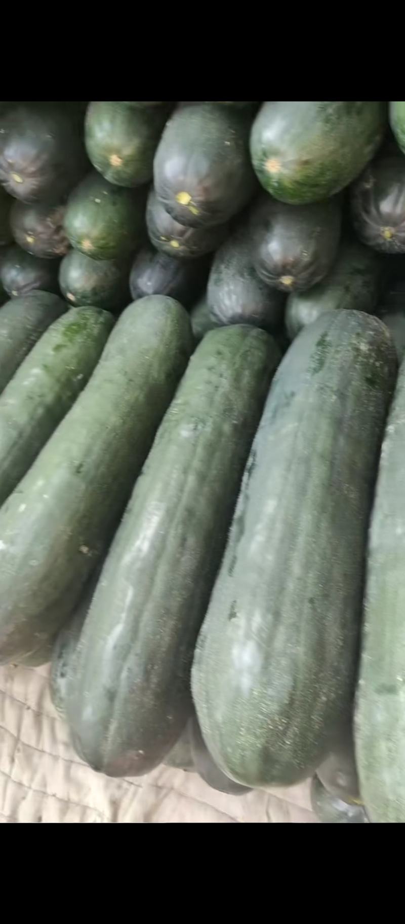 广西上林马山冬瓜