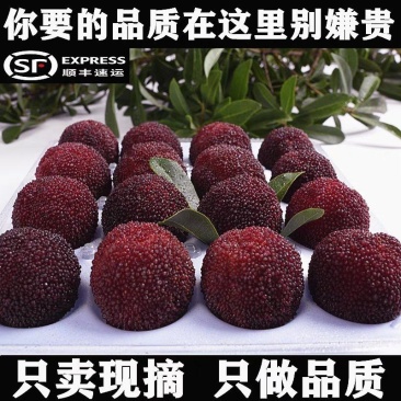 8A仙居东魁杨梅新鲜水果现摘现发6斤装孕妇应季时令水果