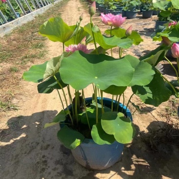 盆栽荷花，荷花，精品荷花，花卉荷花，工程专用