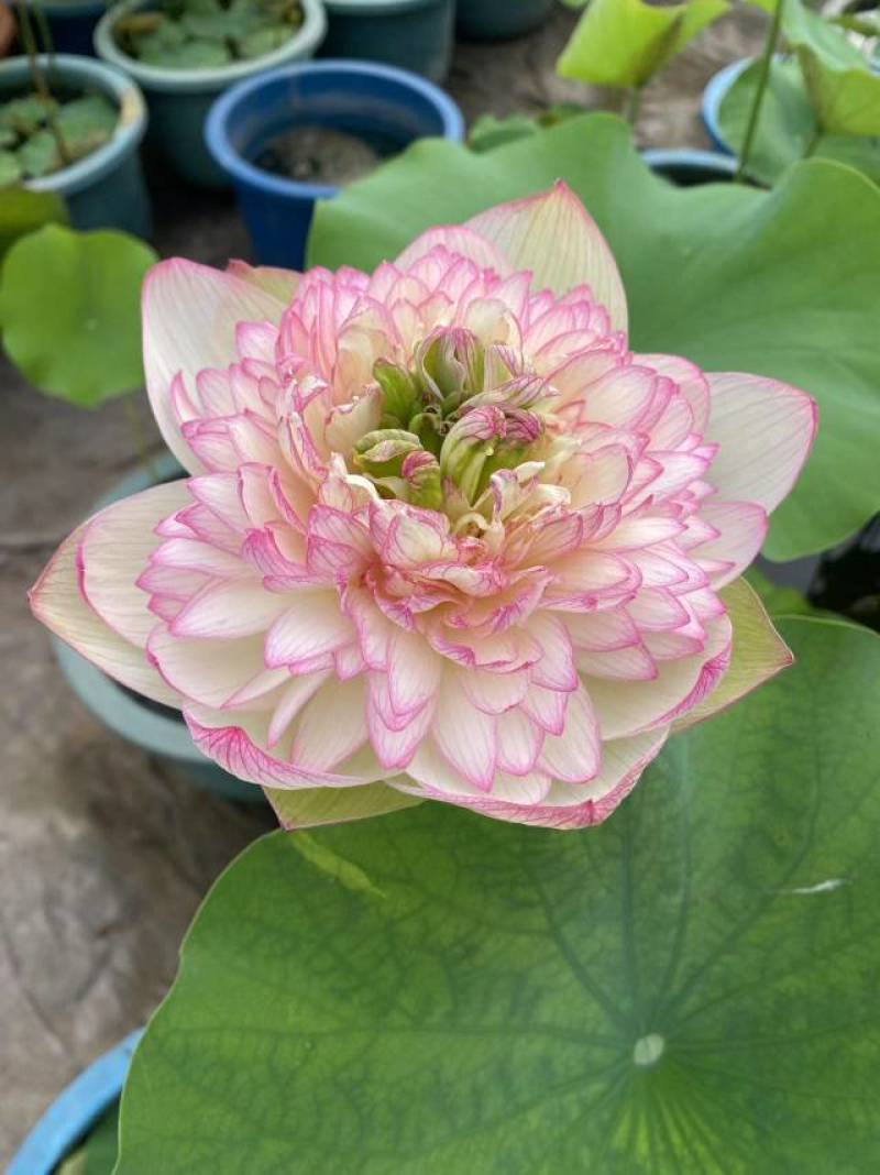 盆栽荷花，荷花，精品荷花，花卉荷花，工程专用
