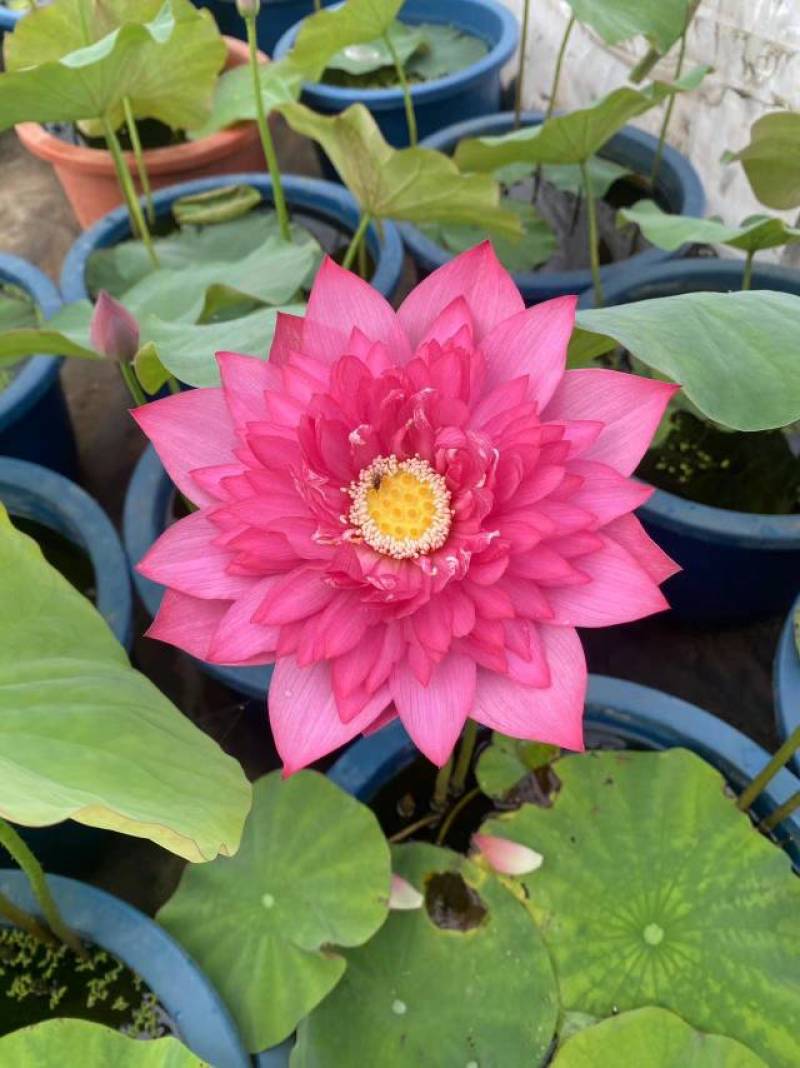 盆栽荷花，荷花，精品荷花，花卉荷花，工程专用