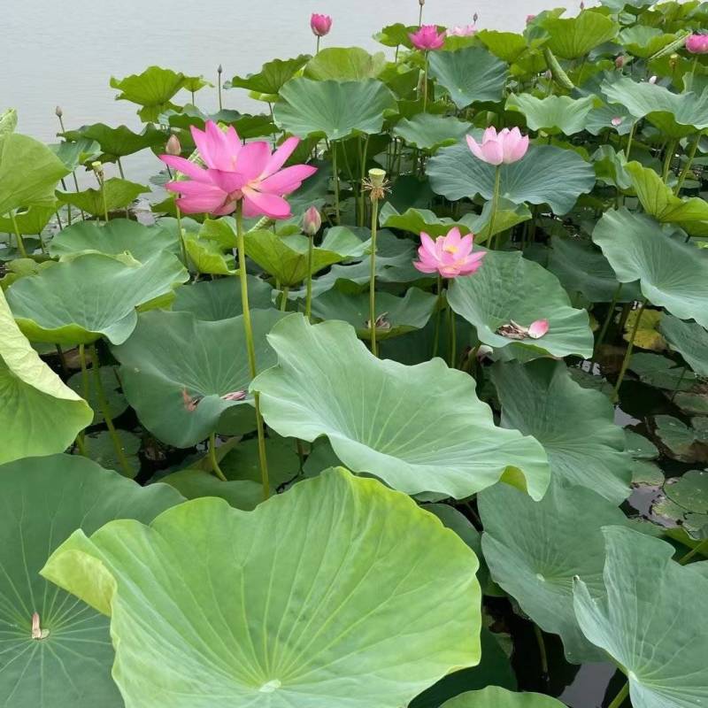 盆栽荷花，荷花，精品荷花，花卉荷花，工程专用