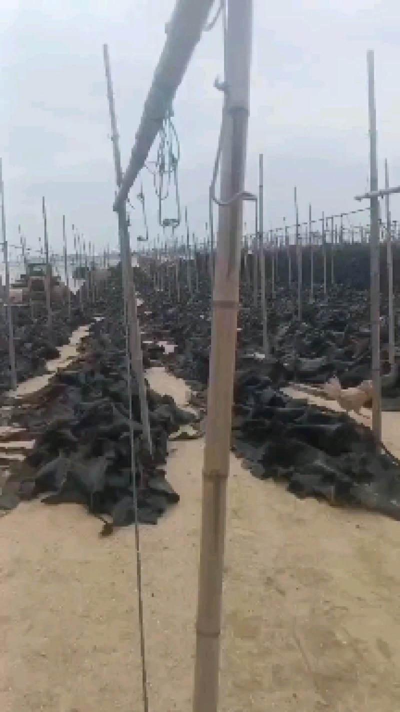 福建无沙干海带