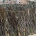 福建无沙干海带