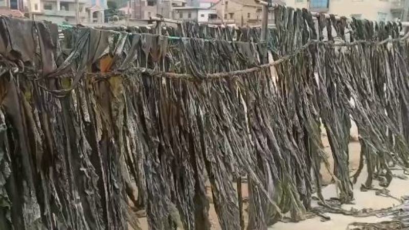 福建无沙干海带