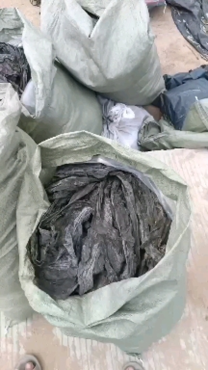 福建无沙干海带