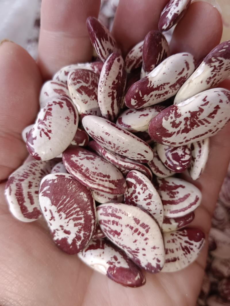 海华农产品精品荷包豆