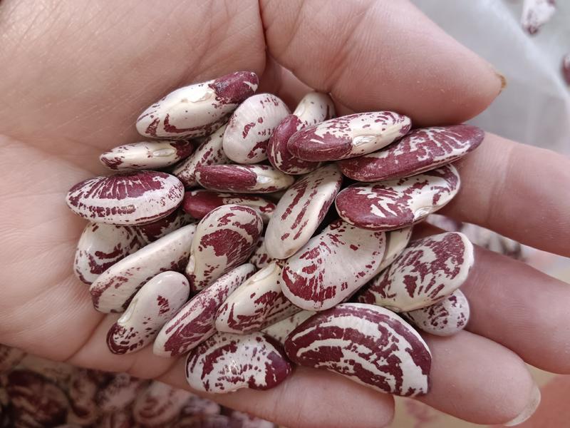 海华农产品精品荷包豆