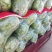 各类蔬菜大量上市