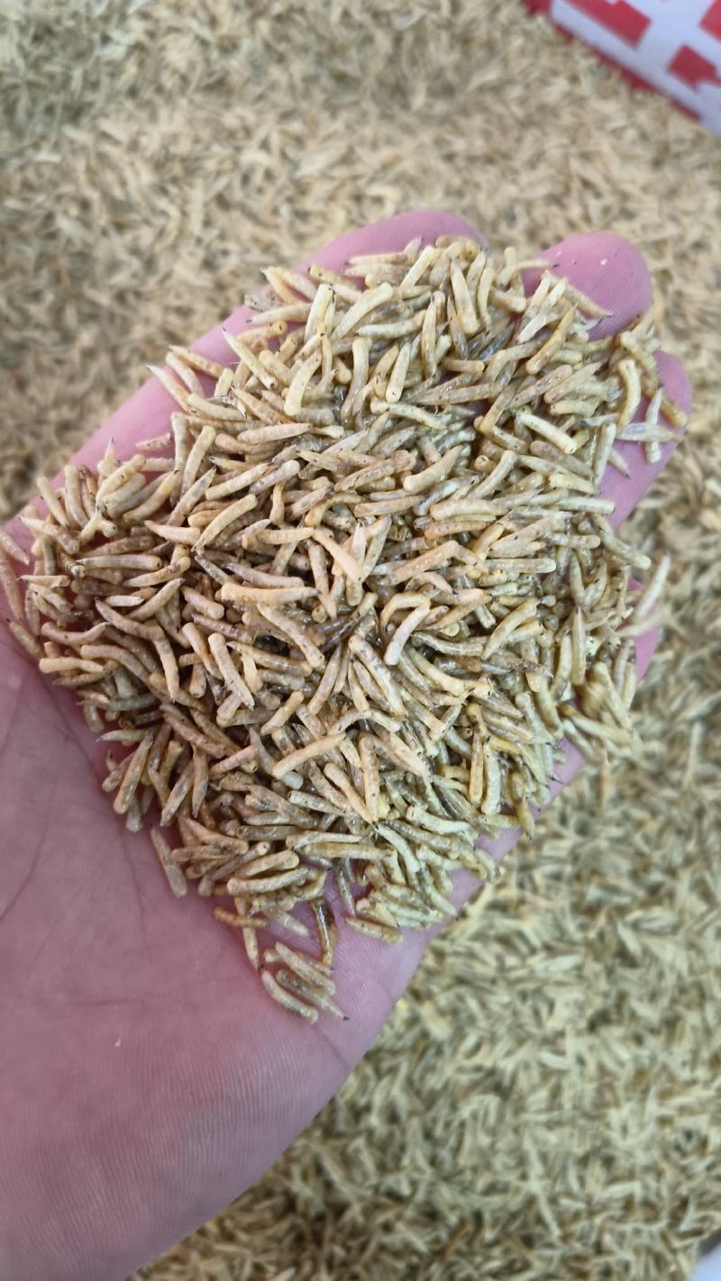 五谷虫中药材食用干净五谷虫干黄金无谷虫蛆蝇蛆干