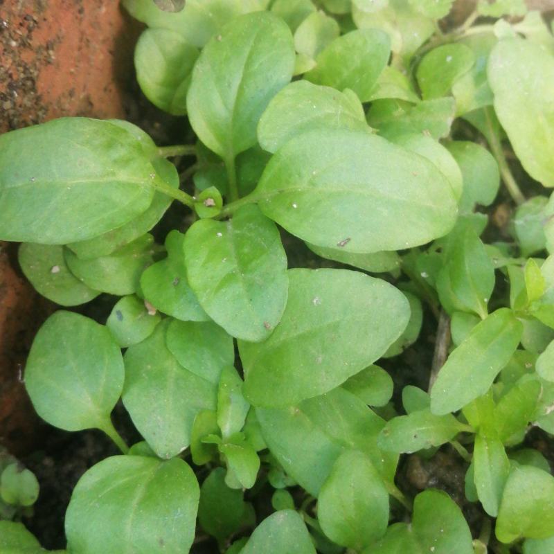 夏枯草小苗幼苗野生夏枯草小苗夏枯球小苗中苗大苗批发零售