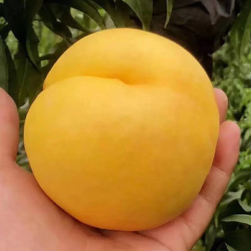 锦秀黄毛桃