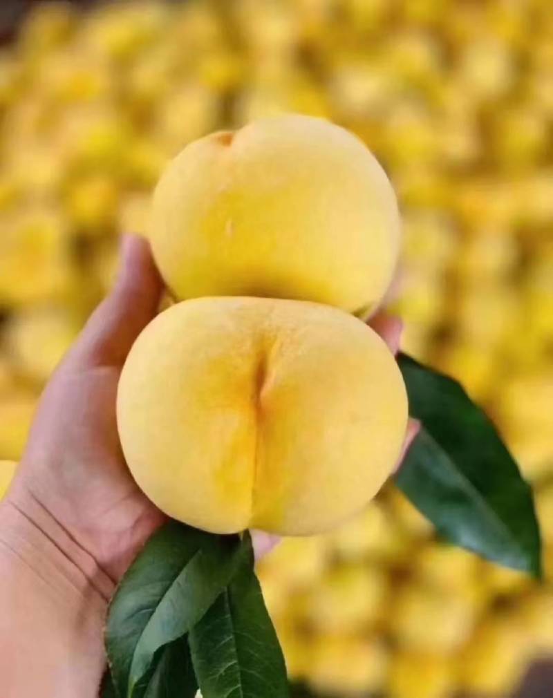 锦秀黄毛桃