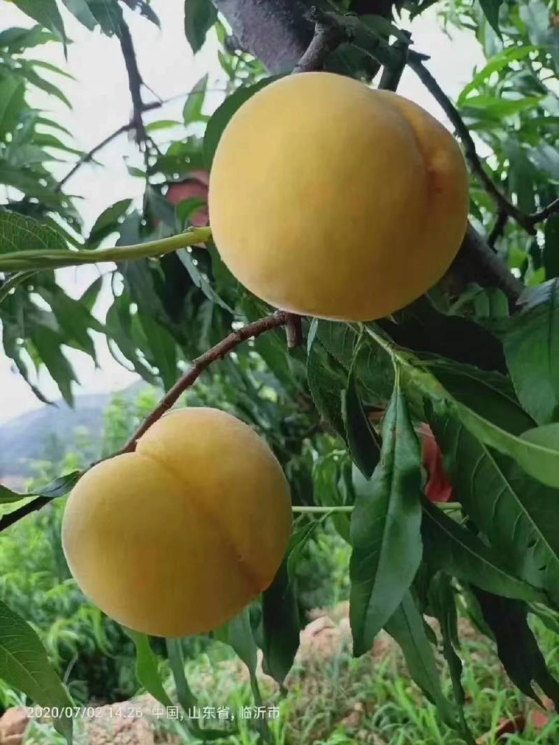 锦秀黄毛桃