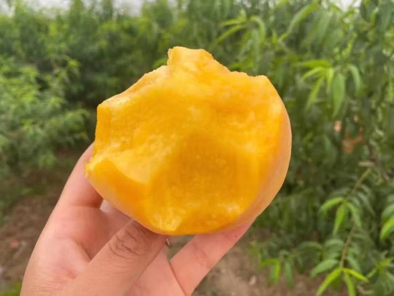 锦秀黄毛桃