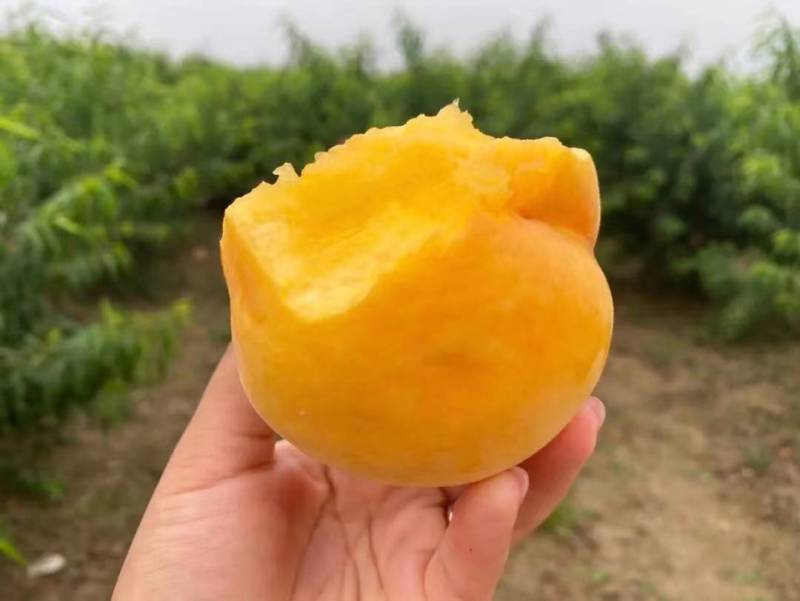 锦秀黄毛桃