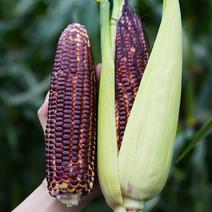 布大叔红宝石水果玉米2023年鲜玉米新鲜上市，全年有货